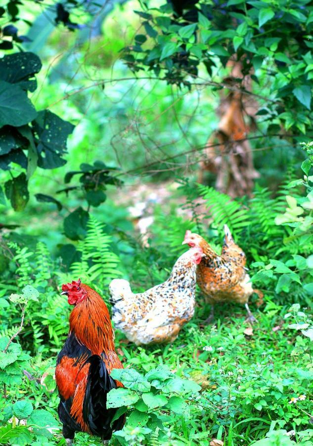 Du Gia Nalien View Homestay Làng Cac Exteriér fotografie